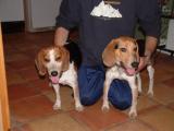 missing beagle, 31K