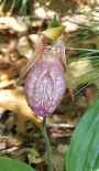 Ladyslipper, 16K