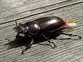 stag beetle (F), 60K