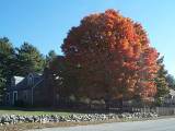 fall tree in Norfolk, 61K